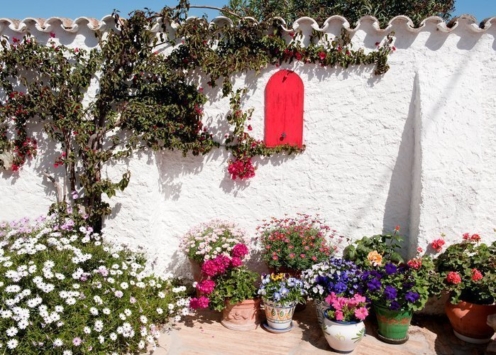 gardening, garden,s plants, Aegean, Mediterranean, botany